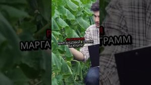 Кабачок. Как садить. Методы. Условия. Правила.