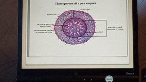 Биология 6 класс. Тема урока:строение корней растений.