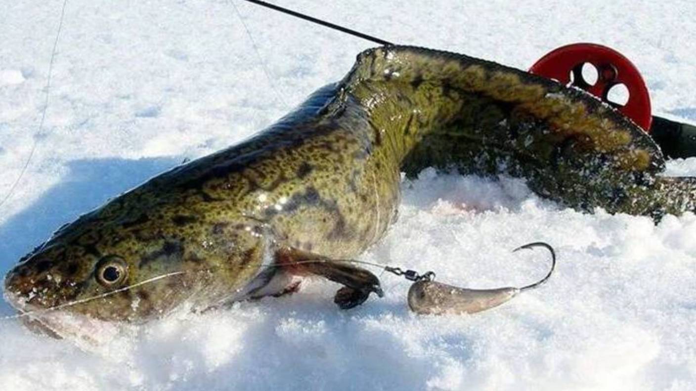 6 нетривиальных фактов о единственной пресноводной треске - налиме смотреть онлайн