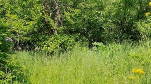 Прошёл войну...