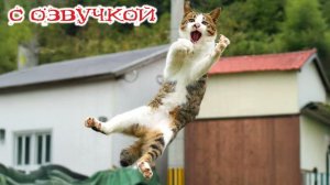 Приколы с котами! - С ОЗВУЧКОЙ! Самые смешные животные! СМЕШНЫЕ КОТЫ!