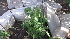 Помидоры на второе июня