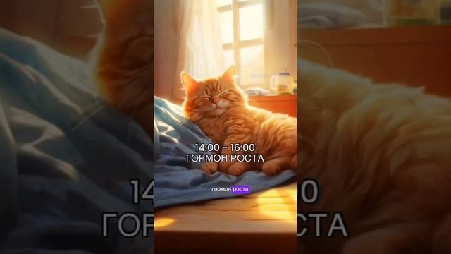 режим