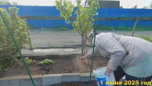 7 соток. Обрабатываю кусты и деревья от тли и ... Хроника 1 июня 2025 год