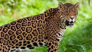 самое опасное животное в Бразилий