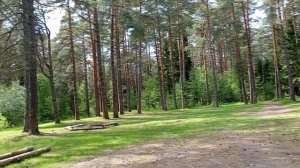 в поисках сосновых шишек