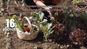 Лунный посевной календарь на Июнь по дням. Самый точный с рекомендациями.