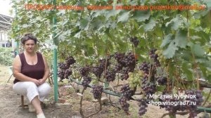13 Плохое опыление винограда- усыхание соцветий, меры борьбы Лекция Пузенко Натальи Лариасовны