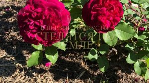 Роза Манстед Вуд