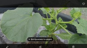 Дыня  в Нижегородской области 14 дней от посадки