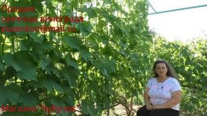 4. Чеканка виноградной лозы- сроки, методы, результаты. Надо ли ее вверху чеканить? Пузенко Н.Л.