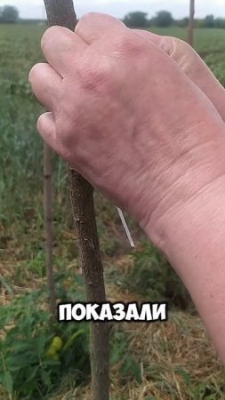 Как я подписываю сорта?