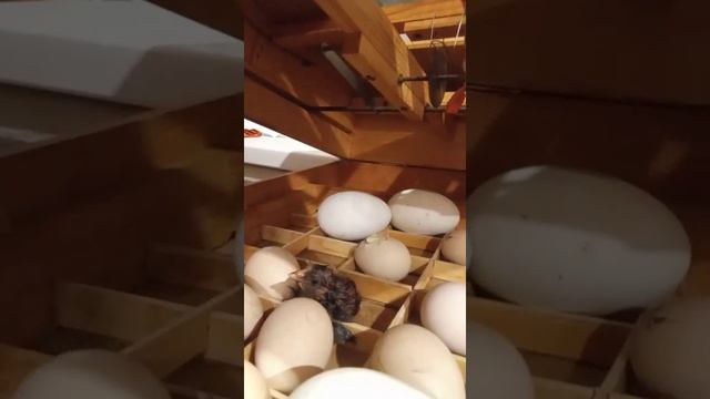 мы родились 🐣🐣🐣