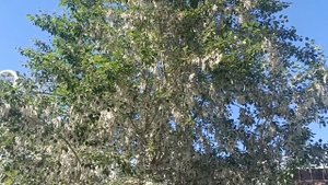 Натали*По любви *Новинка.2025.Тополиный пух жара Июль нет Май.