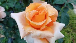 🌹Чайно-гибридные розы🌹 Первое цветение. Круглая клумба. Май 2025.