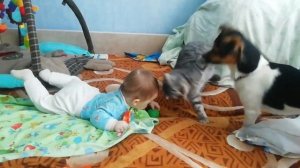 Кошка против собаки. Кошка защищает ребёнка. Кто победит? Архив