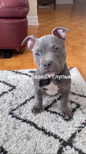 Собаки - это самые лучшие преданные друзья🙏🏻🙏🏻🙏? смотреть онлайн