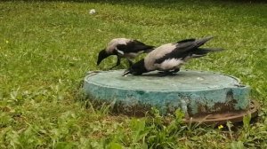 Ворона Деловая Девка и её семейство у стола / Mother crow Busy