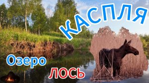 Озеро Каспля. ЛОСЬ на берегу.🦌