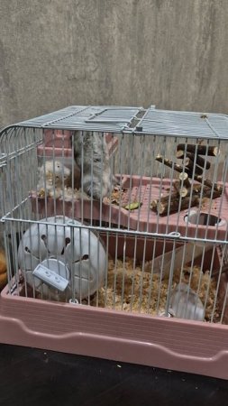 Джунгарский хомяк веселится