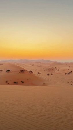 Desert Live