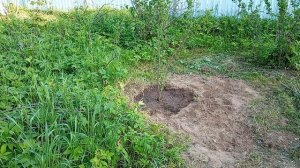 Дом у озера. Крыжовник и клён.