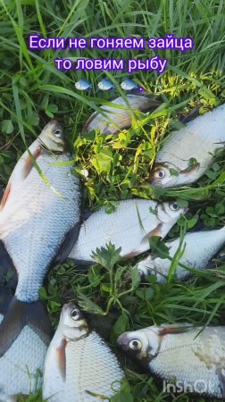 Если не гоняем зайца то ловим рыбу 🐟 🐟 🐟.#рыбалка #fishing #карп #природа
