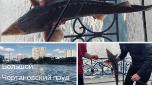 Шок! Рыбак поймал ОСЕТРА в Чертановском пруду 🙀🙀🙀
