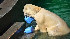 У белого медведя Кая получился праздник с двумя новыми канистрами, потому что Герда была  занята.