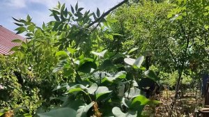 Дача.Первый летний день 2025г.