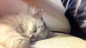 Спящая кошка