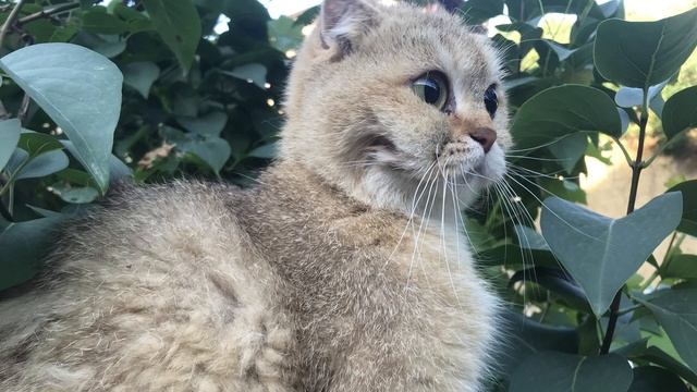 Эти глаза красивы смотреть онлайн