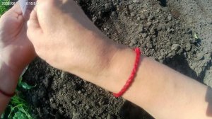 Садим пекинскую капусту по совету знакомой.