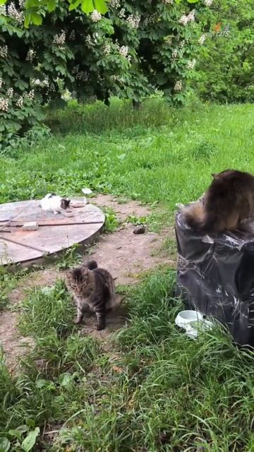 Кот Васька опять сбежал из дома и обижает на люке красавицу Зеленоглазку