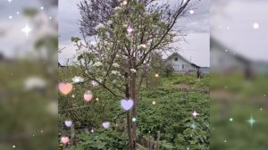 🌺 СИРЕНЬ, ЯБЛОНЯ, БУКЕТ ЦВЕТОВ 🌺 31 МАЯ 2025 г.🌺