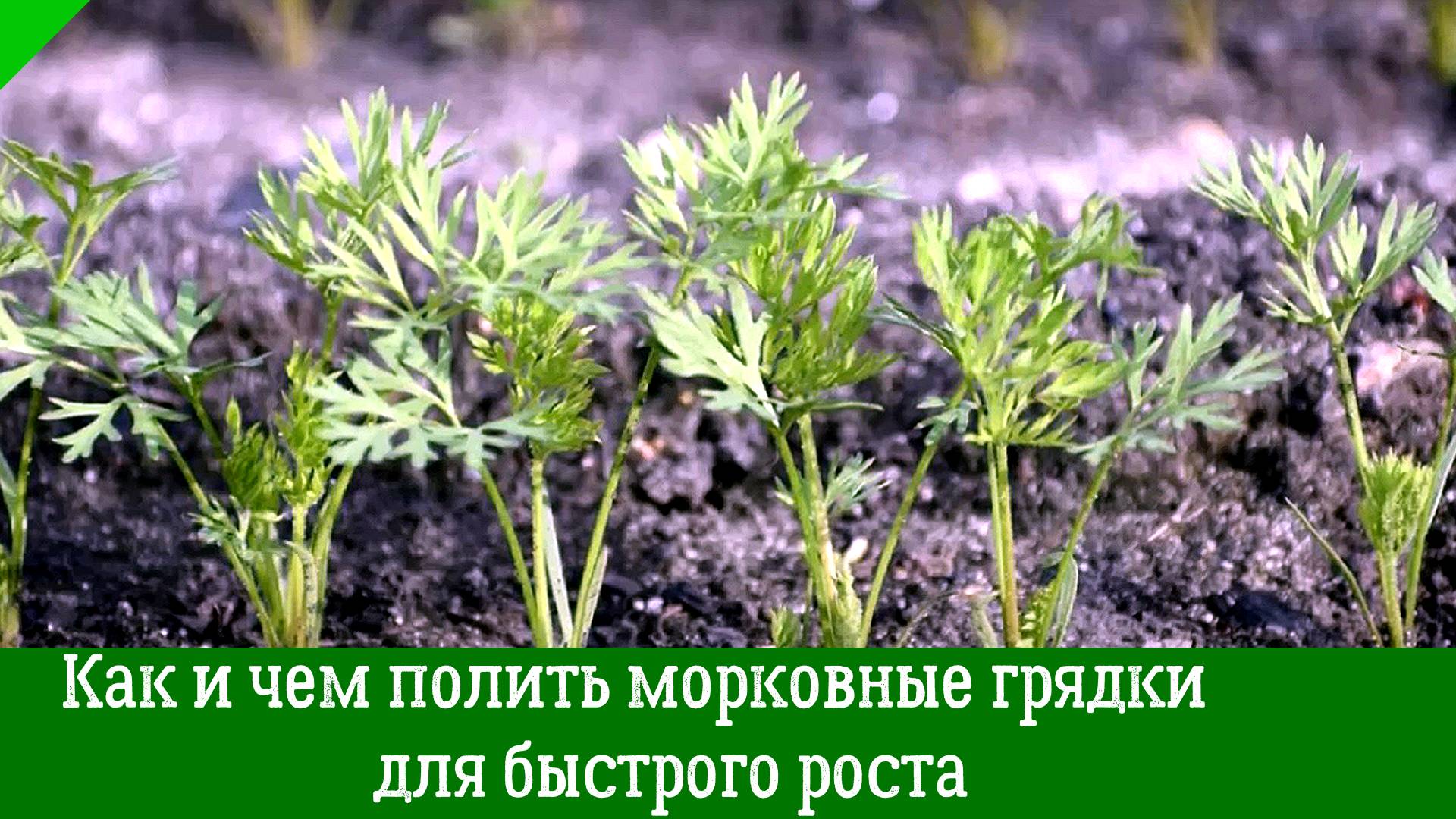 Как и чем полить морковные грядки — для быстрого роста, и сладких, сочных и крупных корнеплодов