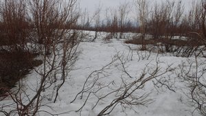 2025.05.30. Норильские окрестности. Прогресс весны.