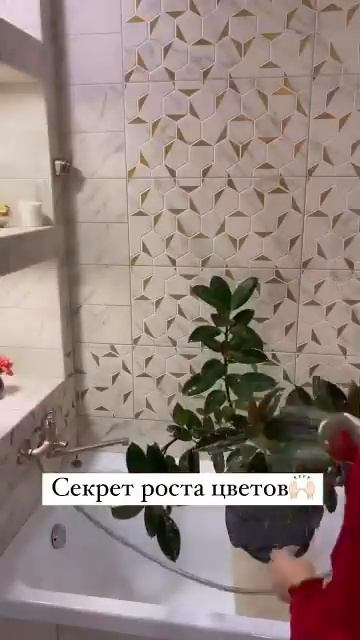 Если любите домашние цветы, но они у вас плохо растут, ? смотреть онлайн