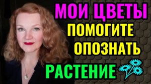 Мои комнатные цветы + помогите опознать растение! И стишки-пирожки для настроения.