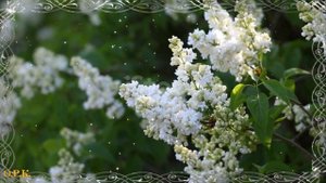 БЕЛАЯ СИРЕНЬ