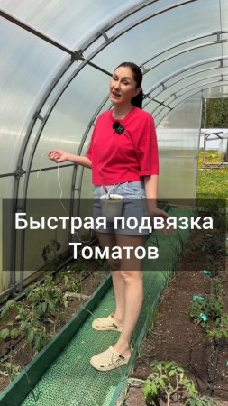 Подвязываем томаты