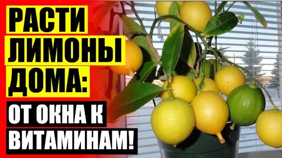 ⛔ Комнатное растение лимон фото 🔔 Вырастить домашнее дерево