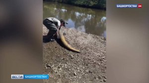 В Башкортостане семиклассник поймал из реки Сакмара сома-великана
