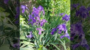 Вот и лето пришло! 🌻🌾