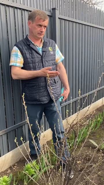 Не обрезайте плодовые, пока не посмотрите это видео! О? смотреть онлайн