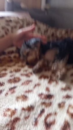 а у вас есть дома собачка?