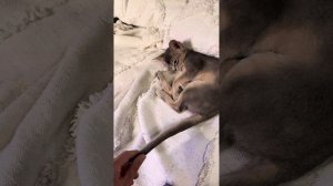 Абиссинская кошка Panda. Котенок шоу класса