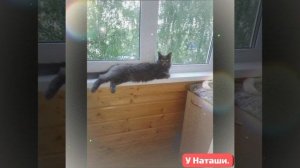 Животные приюта- передержки Наташи Б.