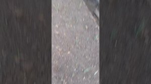 VID_20250601_195442 Мой огород на 1 июня