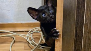 Ориентальные котята. Осталось два мальчика и девочка. Ростов-на-Дону.  т.89614390879. Бронь 5000руб.